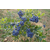 北陆蓝莓苗,柏源农业科技公司,1年生北陆蓝莓苗厂家缩略图1
