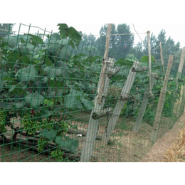 绿色卷网(图)-水产养殖铁丝网-铜仁铁丝网