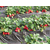 柏源农业|哈尔滨草莓苗|大棚草莓苗缩略图1