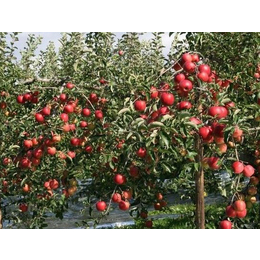 5公分苹果苗哪里便宜、润丰苗木、石嘴山市5公分苹果苗