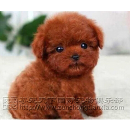 泰迪幼犬、红色泰迪幼犬出售、尊宠天下(推荐商家)