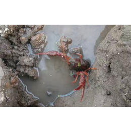 淡水小龙虾养殖技术、新疆龙虾养殖、武汉农科大公司
