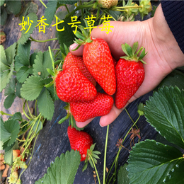 天香草莓苗批发多少钱、天香草莓苗批发、海之情农业(图)