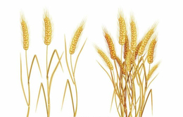 阿克苏求购小麦-汉光现代农业-长年求购小麦