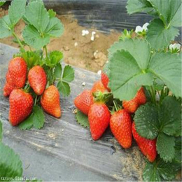 铁岭草莓苗、双湖园艺、红颜草莓苗