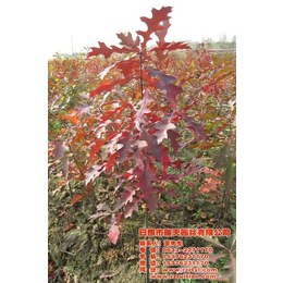 欧洲红栎苗出售|瑞天园林(在线咨询)|欧洲红栎苗
