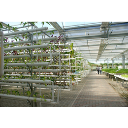 安徽大棚-温室大棚种植蔬菜-合肥建野(推荐商家)