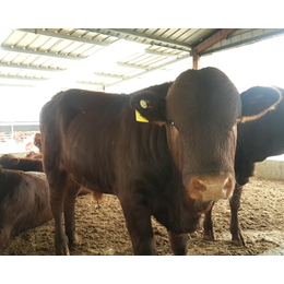 山西利木赞牛养殖场|山西利木赞牛|富贵肉牛养殖(查看)