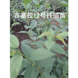 湖北嫁接樱桃苗-泰安泰丰源农场-嫁接樱桃苗种植哪家好