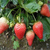 潍坊法兰地草莓苗、双湖园艺(图)、法兰地草莓苗种植技术缩略图1