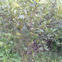 油茶苗_油茶苗圃基地油茶树_高产油茶苗