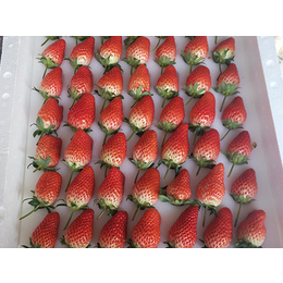 山西牛奶草莓苗|亿通园艺|牛奶草莓苗销售