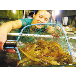 鑫渔圣生态(图)-南*对虾合作水产养殖-对虾