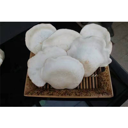 现代化蘑菇箱房_精农科技(在线咨询)_宝鸡箱房