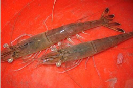 鑫渔圣生态(在线咨询)-基围虾-基尾虾的淡水池塘养殖
