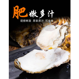 潮州日式食材批发-生蚝扇贝花蛤