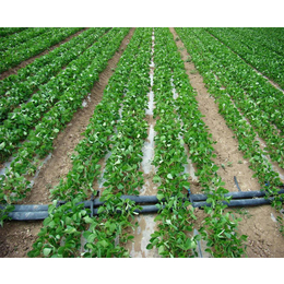 玉米地灌溉设备、合肥灌溉设备、安徽安维(查看)
