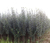 9公分海棠种植基地-亿发园林(在线咨询)-阳泉9公分海棠缩略图1