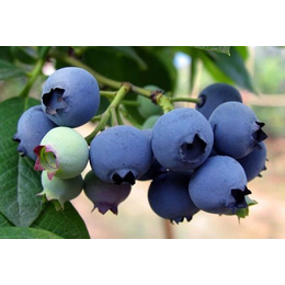 珠宝蓝莓苗价格-温州珠宝蓝莓苗-柏源农业科技
