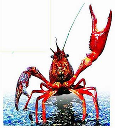 武汉农科大(图)-小龙虾养殖公司-襄阳龙虾养殖