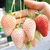 法兰地草莓苗批发市场,长治法兰地草莓苗,双湖园艺(在线咨询)缩略图1