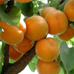 银杏树苗价钱-杏树苗-泰安双湖园艺