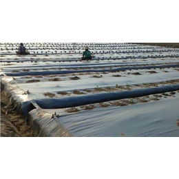 农用地膜棉花,硕泰，广东东莞农用地膜生产厂,农用地膜