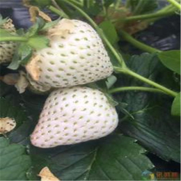 石家庄草莓苗,双湖苗木基地(图),咖啡草莓苗