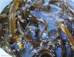 泥鳅养殖- 武汉鑫渔圣生态农业-泥鳅养殖场有哪些