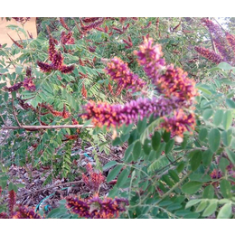 紫穗槐的特点,紫林种植根系发达,陕西紫穗槐的特点