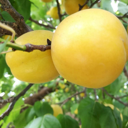 杏树苗几年可以结果_杏树品种产量_山东杏树苗基地