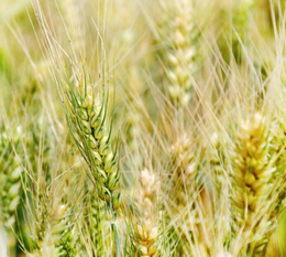 长年收购小麦-枣阳市汉光现代农业-白城收购小麦