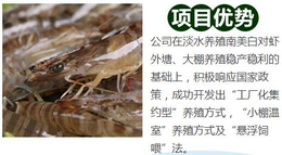 对虾-鑫渔圣生态-武汉对虾养殖模式