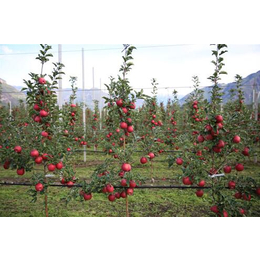 M26中间砧苹果苗、苹果苗、乾纳瑞农业科技优惠价(查看)
