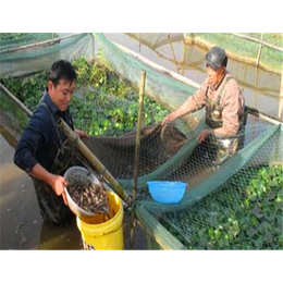 黑龙江泥鳅、养殖泥鳅的风险、鑫渔圣生态(推荐商家)