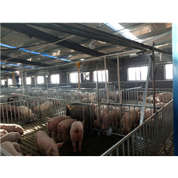 牧鑫养殖保证售后服务(图)、猪舍料线供货商、猪舍料线