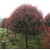 高杆红叶石楠、大地苗圃种植基地、3公分高杆红叶石楠价格缩略图1