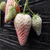 双湖园艺(多图),甜宝草莓苗,海南草莓苗缩略图1