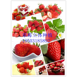 新型草莓栽培模式A草莓立体种植槽A增产增效A量身定制