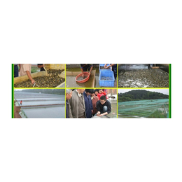 鑫渔圣生态(在线咨询)-青海泥鳅养殖-养殖泥鳅的风险