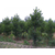 绿化苗木灌木 法国冬青 珊瑚树 茶梅 月季 金焰绣线菊 丝兰缩略图2