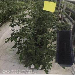 草莓无土栽培种植槽价格-张家口种植槽-寿光市泰宇机械(查看)