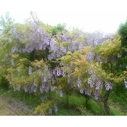 攀援植物紫藤 爬山虎 常春藤 大花蔷薇 五叶地锦 凌霄 *