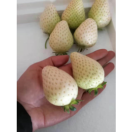 威海草莓苗_乾纳瑞农业_咖啡草莓苗种植