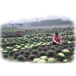 羽衣甘蓝,芳青花卉苗,*寒草花羽衣甘蓝