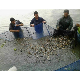 泥鳅、百鑫瑞农业、泥鳅养殖