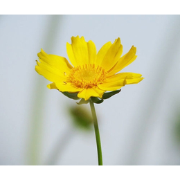 宿根花卉种植|宿根花卉|君诚花卉苗木