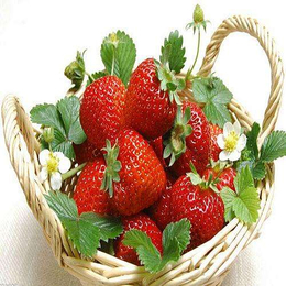 宁玉草莓苗|草莓苗|柏源农业