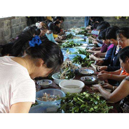 油茶苗圃基地油茶苗(图)、油茶树苗如何种植、铜仁油茶树苗