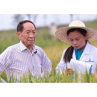 袁隆平团队迪拜沙漠种“海水稻” 最高亩产超500公斤